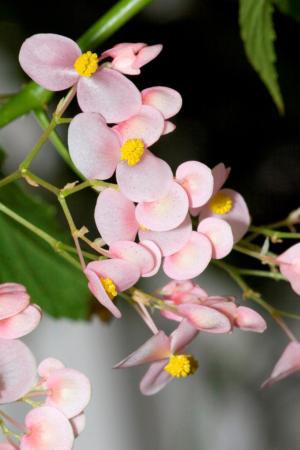 Lotus-leaved begonia