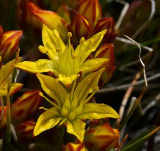 Lanceleaf stonecrop