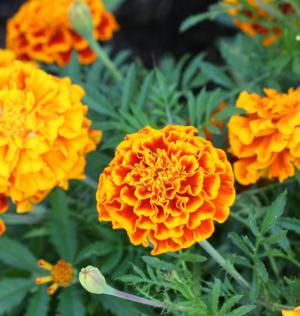 French marigold