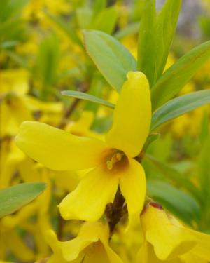 Weeping forsythia