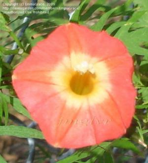 Cardinal climber