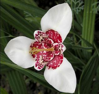 Tiger flower