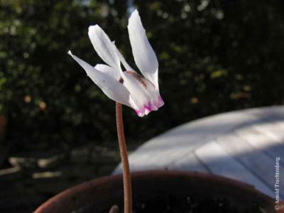 Cyprus cyclamen