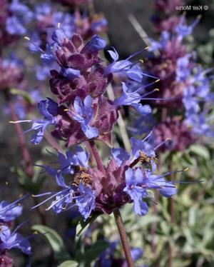 Purple sage