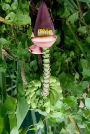 Banana - Plantsnap - Identify Plants, Trees, Mushrooms With An App