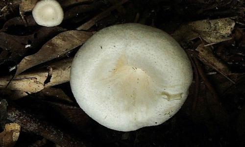 Sawtooth mushroom - Plantsnap - Identify Plants, Trees, Mushrooms