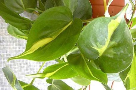 Philodendron - Plantsnap - Identify Plants, Trees, Mushrooms With An App