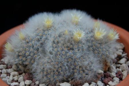 How to care for White woolly mammillaria - Complete Plant Care Guide |  PlantSnap - Plantsnap - Identify Plants, Trees, Mushrooms With An App