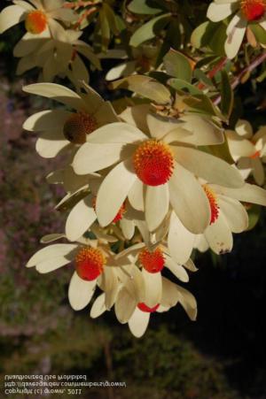 Sunset conebush