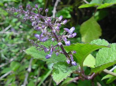 Speckled spur flower
