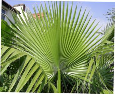 Mexican fan palm - Plantsnap - Identify Plants, Trees, Mushrooms With An App
