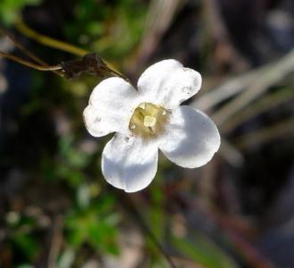 Spreading phyllangium