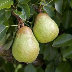 Common pear