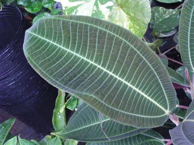 How to care for Velvet tree - Complete Plant Care Guide | PlantSnap ...