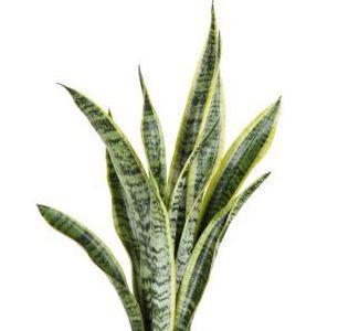 wie breit wird eine thuja smaragd Thuja 