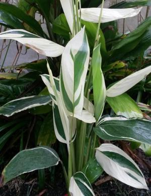 How to care for Arrowroot - Complete Plant Care Guide | PlantSnap -  Plantsnap - Identify Plants, Trees, Mushrooms With An App