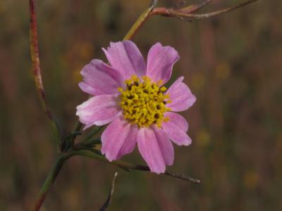 Pink tickseed