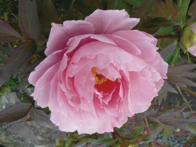 Camellia