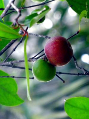 Kokum