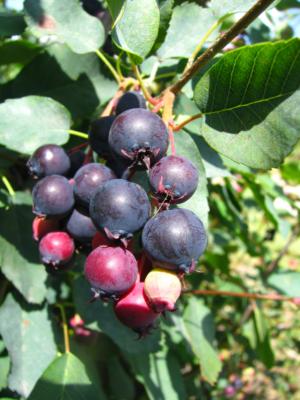 Inland serviceberry