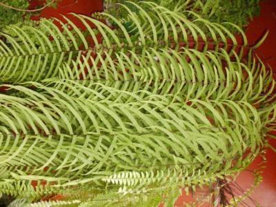 How to care for Oak-leaf fern - Complete Plant Care Guide