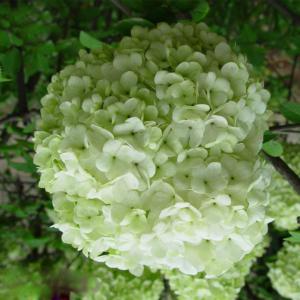 Mojito hydrangea