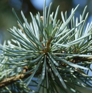 Cedar of lebanon - Plantsnap - Identify Plants, Trees, Mushrooms