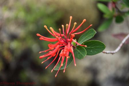 Chilean firebush
