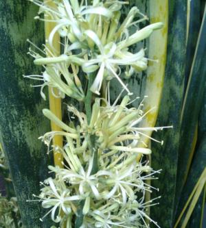 How to care for Liberian snake plant - Complete Plant Care Guide |  PlantSnap - Plantsnap - Identify Plants, Trees, Mushrooms With An App