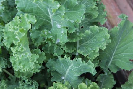 Kale