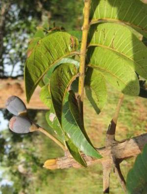 African elemi - Plantsnap - Identify Plants, Trees, Mushrooms With An App
