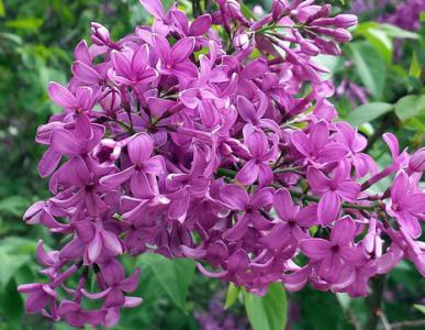 LILACさん。確認用画像 Chinese lilac - Plantsnap - Identify Plants, Trees, Mushrooms With
