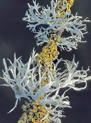 Oakmoss