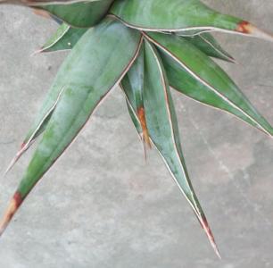 rose shaped succulent Sedeveria 'Green Rose'