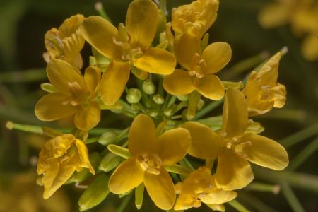How to care for Charlock - Complete Plant Care Guide | PlantSnap -  Plantsnap - Identify Plants, Trees, Mushrooms With An App