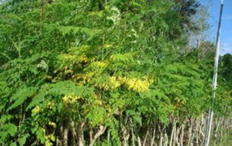 How to care for Drumstick tree - Complete Plant Care Guide | PlantSnap -  Plantsnap - Identify Plants, Trees, Mushrooms With An App