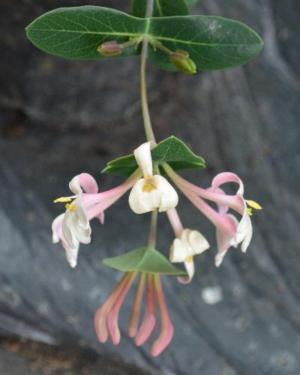 lonicera rosa Lonicera Pink Honeysuckle