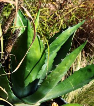 Green goblet agaveの育て方 - 完全お手入れガイド | PlantSnap
