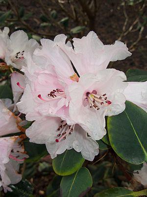 How to care for Carolina rhododendron - Complete Plant Care Guide |  PlantSnap - Plantsnap - Identify Plants, Trees, Mushrooms With An App