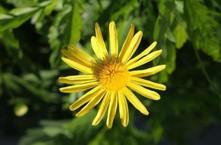 African bush daisy