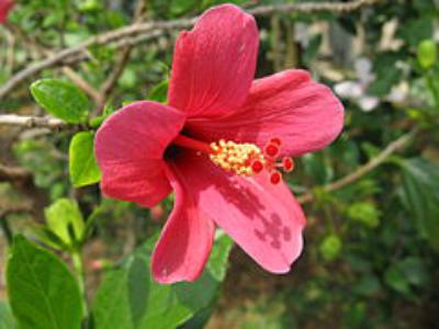 Liliflora hibiscus (Hibiscus liliiflorus) - Image 1 of 10