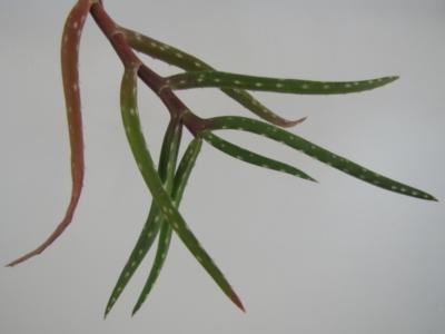 buy aloe Medicinal Aloe Vera