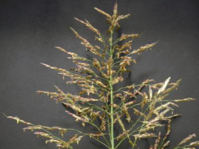 How to care for Teff - Complete Plant Care Guide | PlantSnap - Plantsnap -  Identify Plants, Trees, Mushrooms With An App