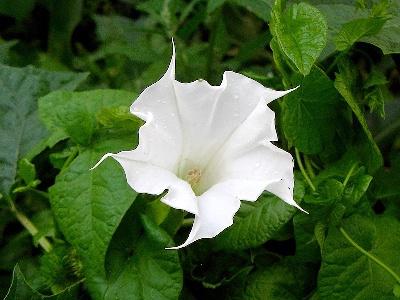 Jimsonweed