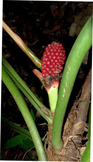 Split-leaf philodendron - Plantsnap - Identify Plants, Trees, Mushrooms  With An App