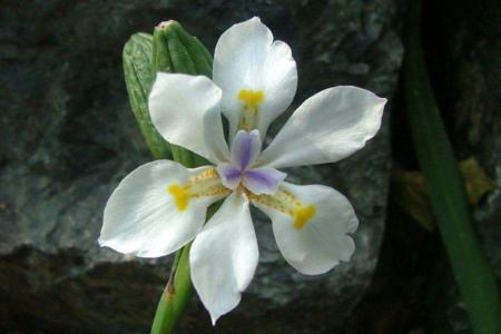 African iris