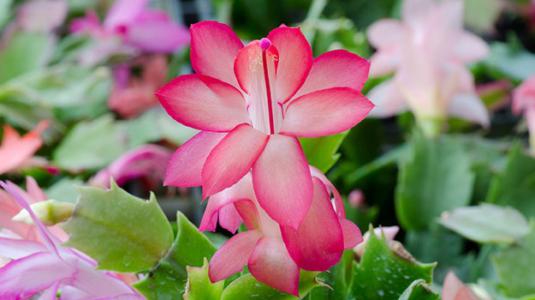 Christmas cactus
