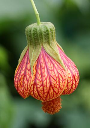 Striped abutilon
