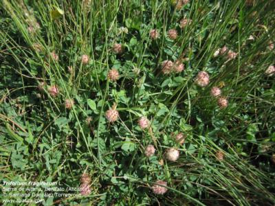 Strawberry clover - Plantsnap - Identify Plants, Trees, Mushrooms With An  App