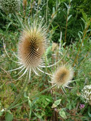Wild teasel